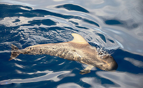 نخستین گزارش مستند از مشاهده «نهنگ پایلوت باله کوتاه» در آب‌های ایرانی خلیج فارس