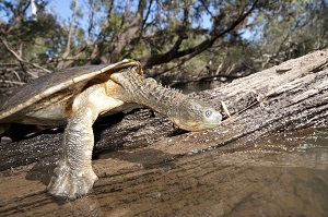 Fitzroy-river-turtle-aka-bum-breathing-turtle Please-credit-Angus-McNab lowres